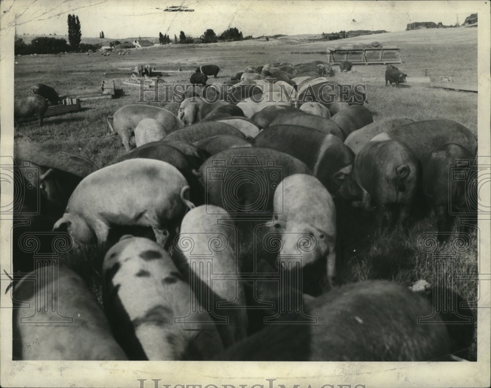 1955 Animals Armour Hogs  - Historic Images