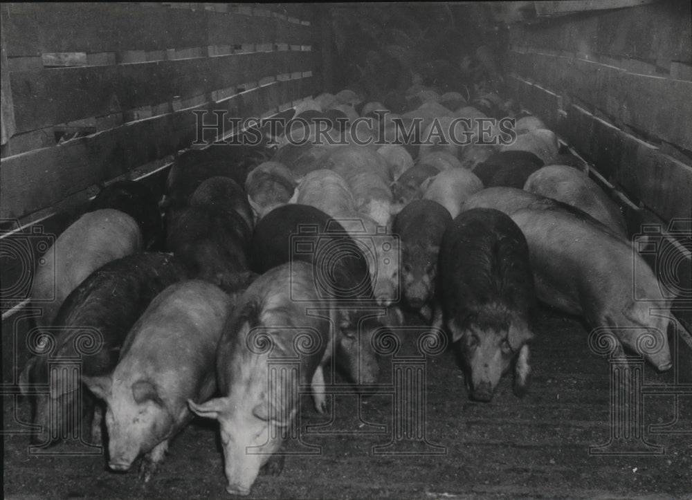 1944 Animals Armour Swine  - Historic Images