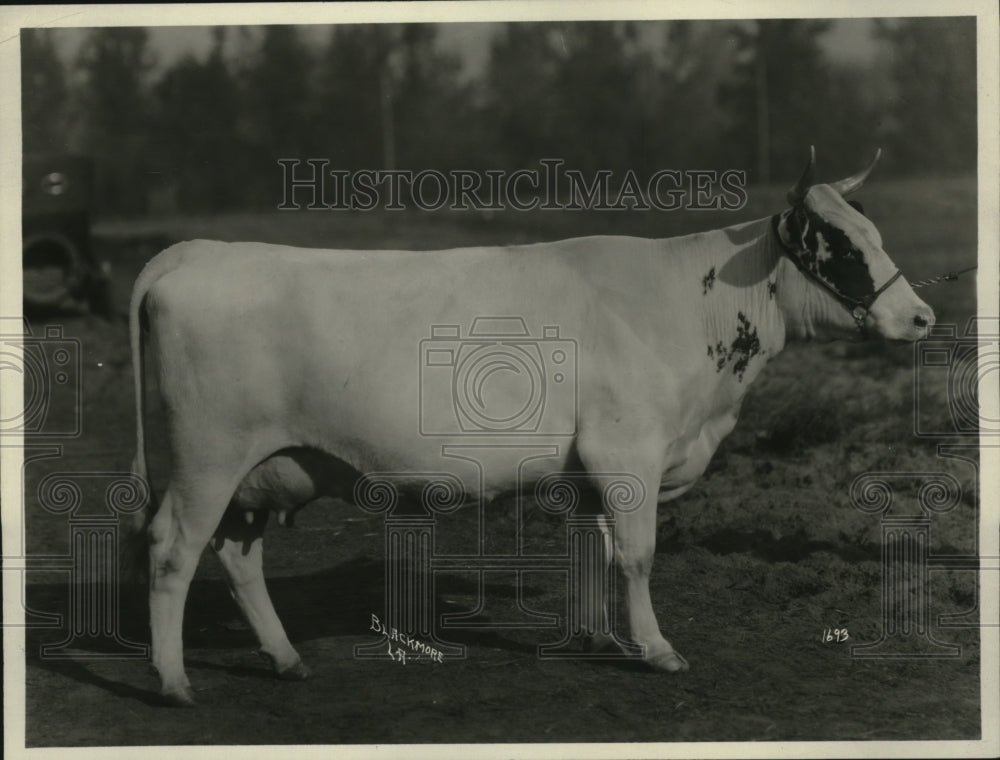 1923 Wenatchee Blossom Grand Champion E.W. Van Tassell  - Historic Images