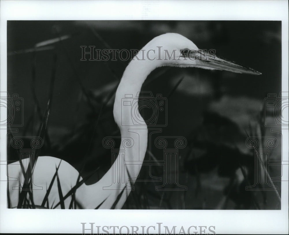 1987 Press Photo Great White Heron - spa31249 - Historic Images