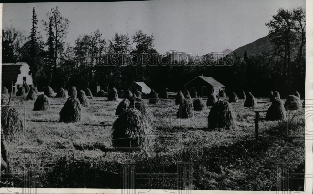1936 Harvest time of farmstead in Alaska rural rehabilitation colony - Historic Images