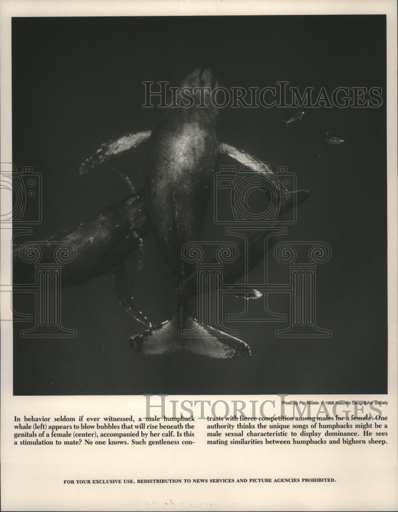 1990 Press Photo Female Humpback Whale accompanied by her calf - spa31713- Historic Images