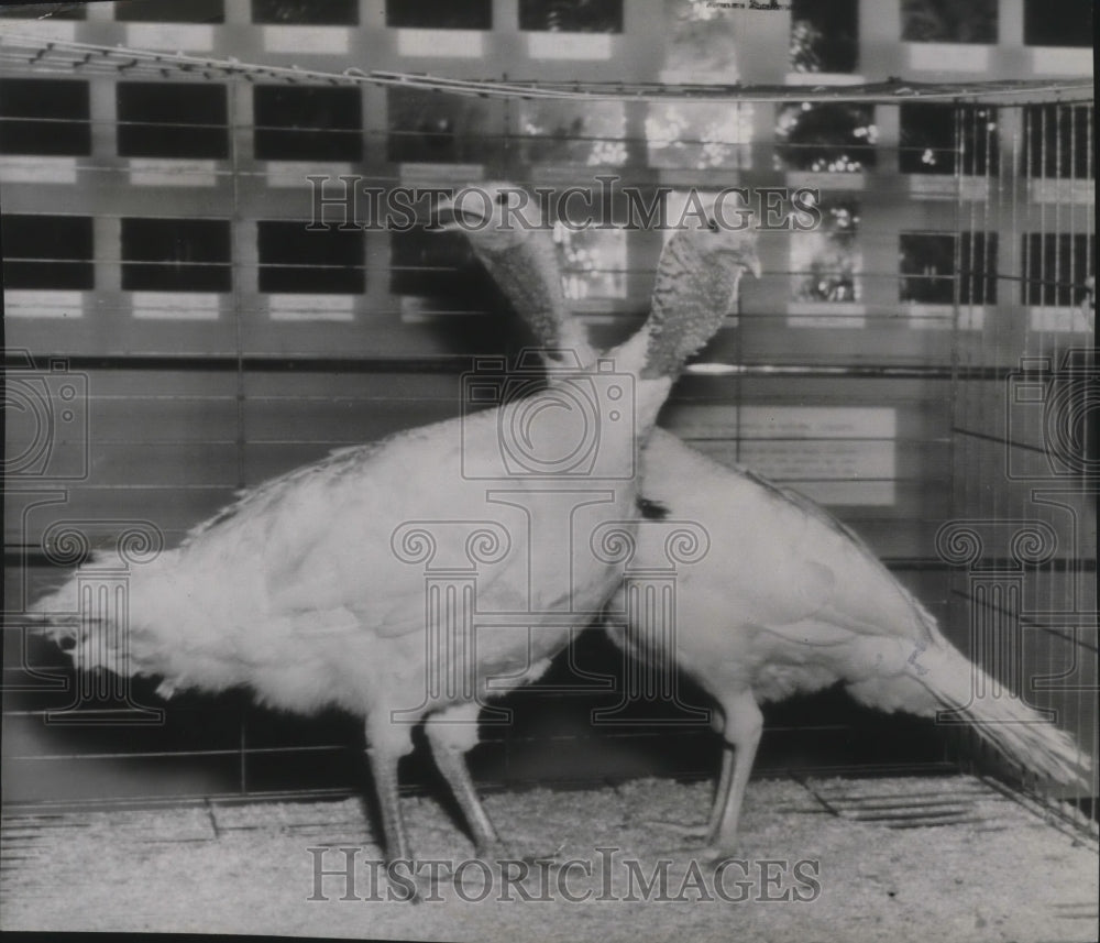1940 Birds Turkeys  - Historic Images
