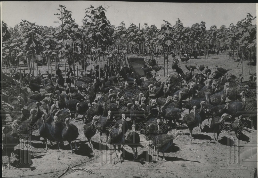 1946 Turkeys near Moses Lake  - Historic Images