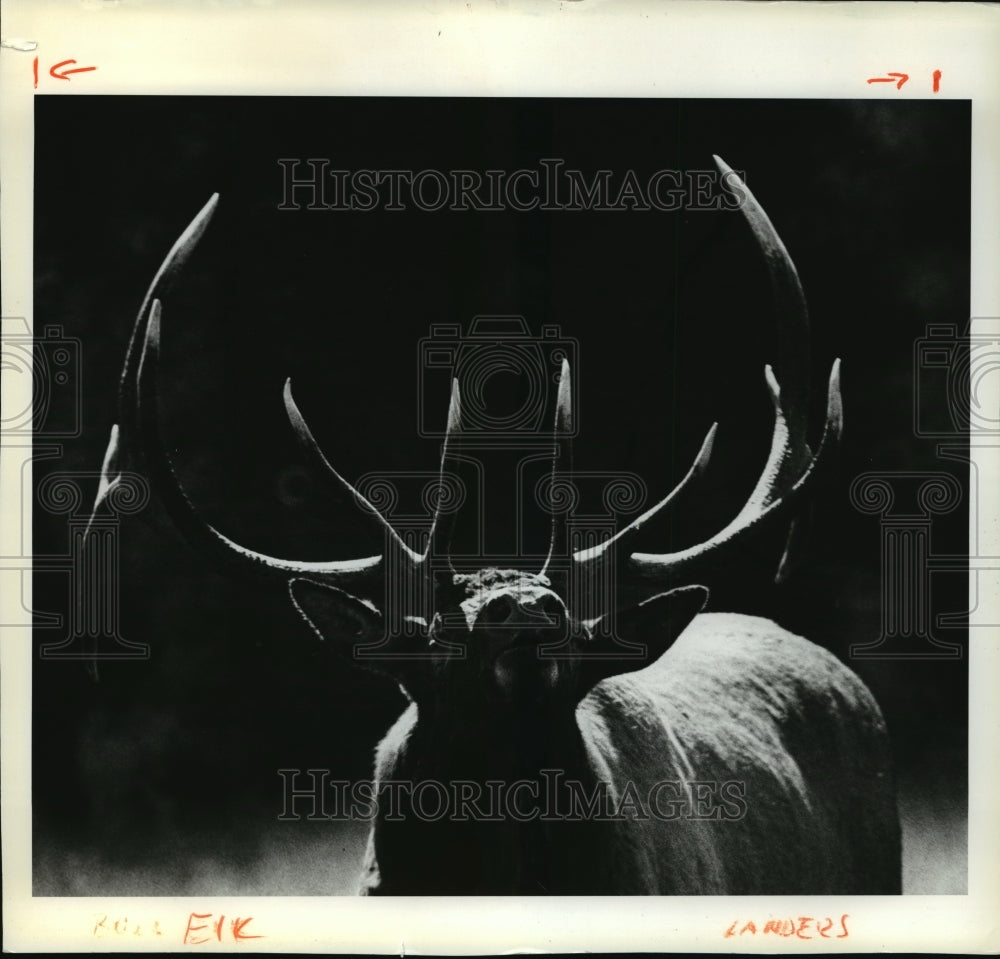 1984 Press Photo Animals Elk - Historic Images