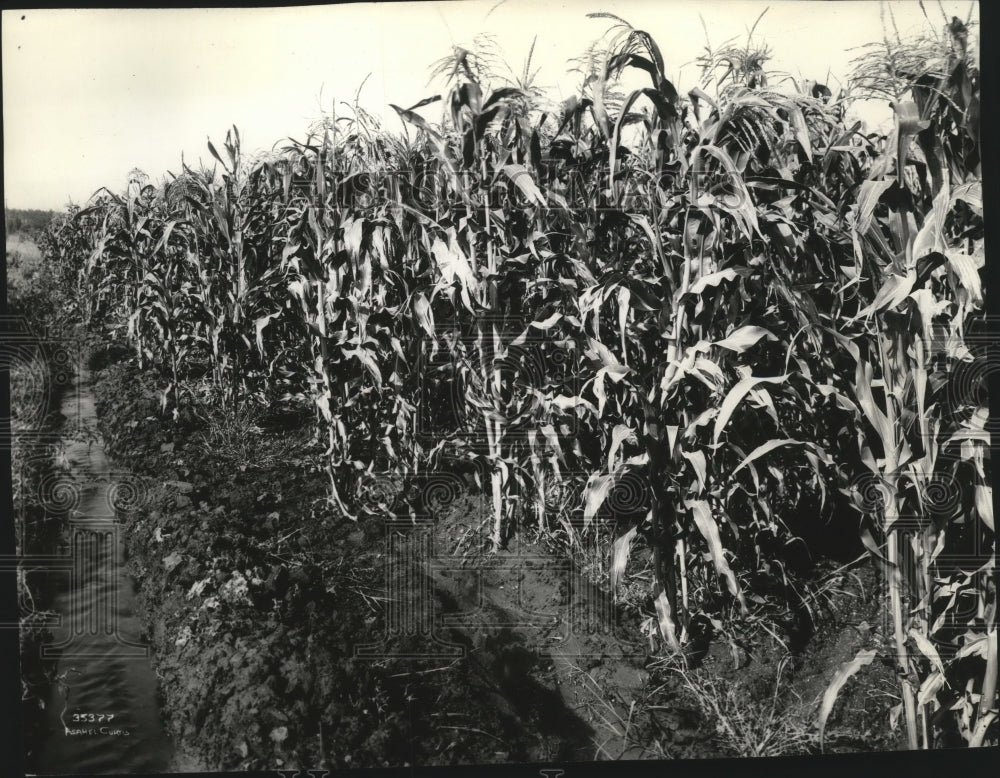 1940 Press Photo Corn grown for silage Ellensburg - spa38559-Historic Images