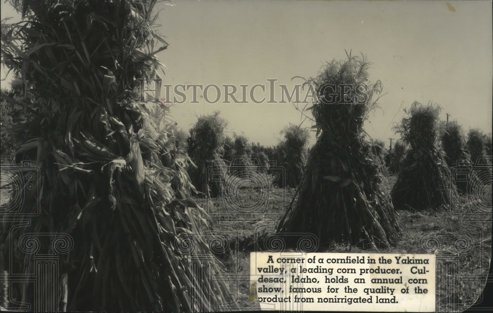 1937 Irrigated Corn Field in Yakima Valley  - Historic Images