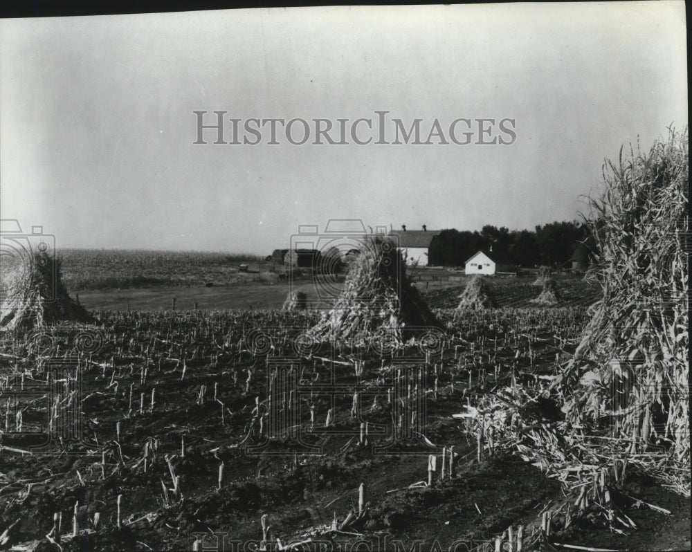 1974 Corn shocks  - Historic Images