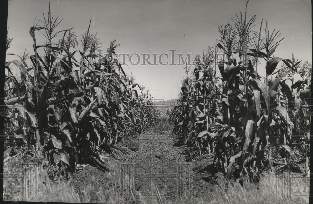 1941 Corn Field in Spokane Valley  - Historic Images