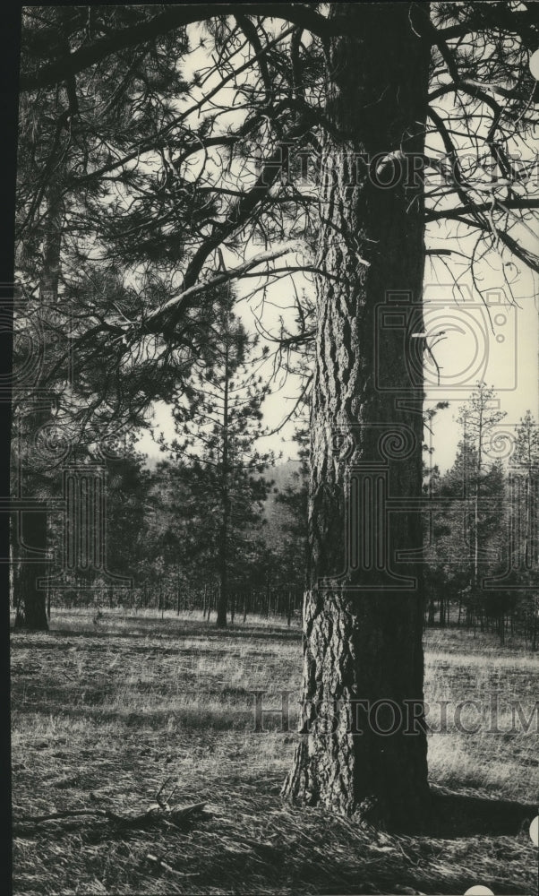 1933 Press Photo Spokane University, Campus Scene - Historic Images