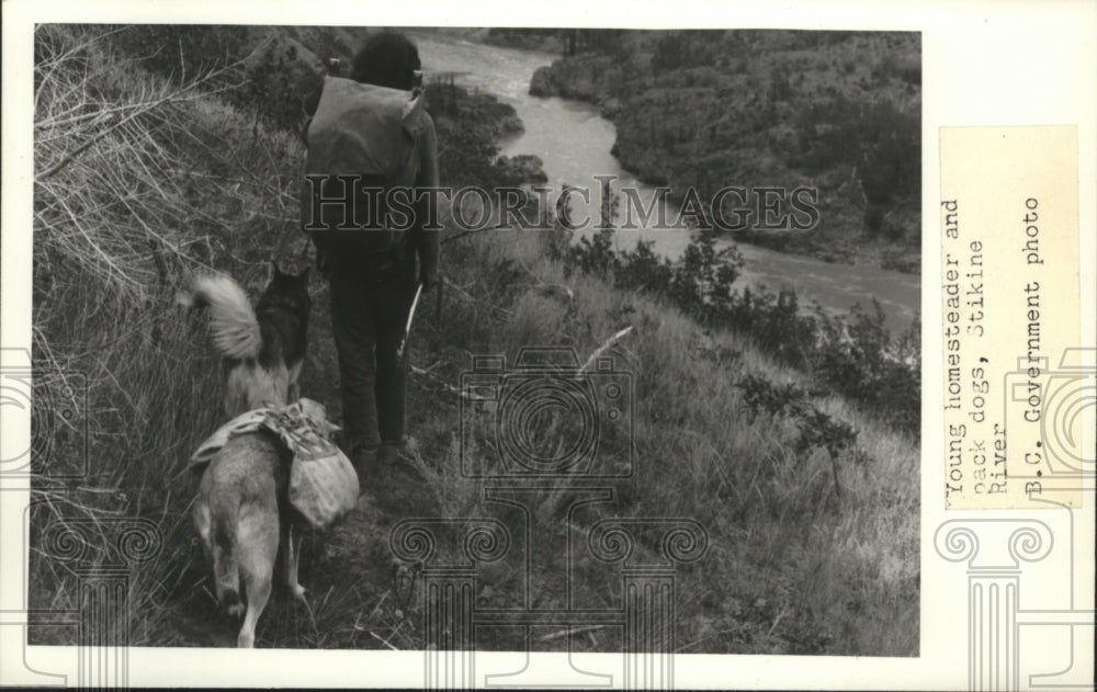 1977 Press Photo Young homesteader and pack dogs, Stikine River - spa48081-Historic Images