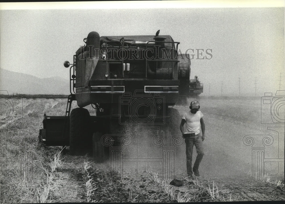 1984 Press Photo Radish crop is harvested - Historic Images