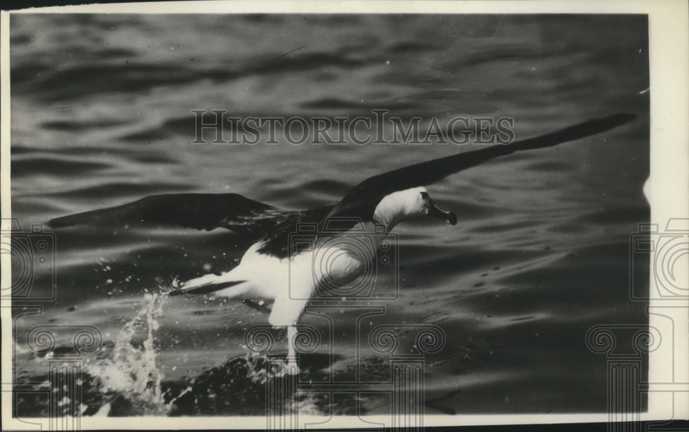 1926 Press Photo Albatross, nemesis of the ancient mariner - Historic Images