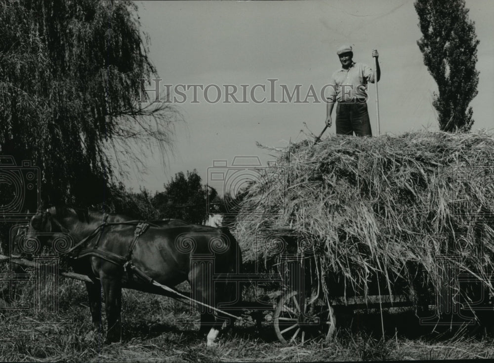 1975 Press Photo Farmer loading newly harvested hay on horse drawn carriage - Historic Images