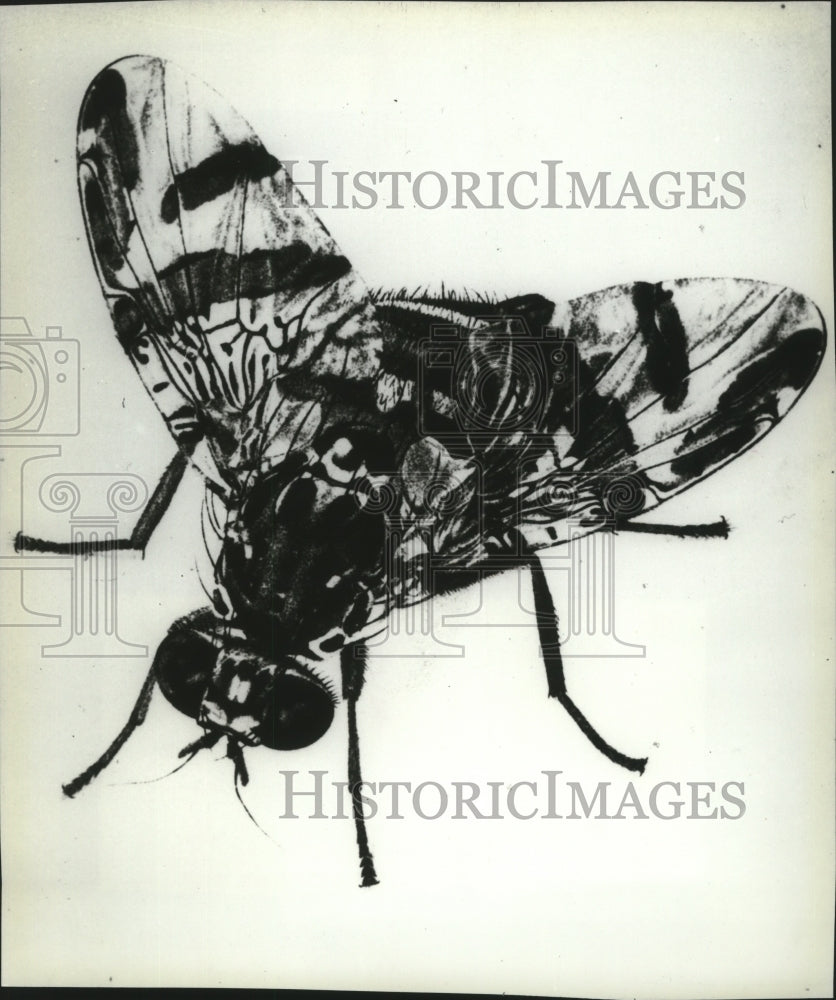 1982 Press Photo The Ceratitis capitata, better known as Mediterranean fruit fly - Historic Images