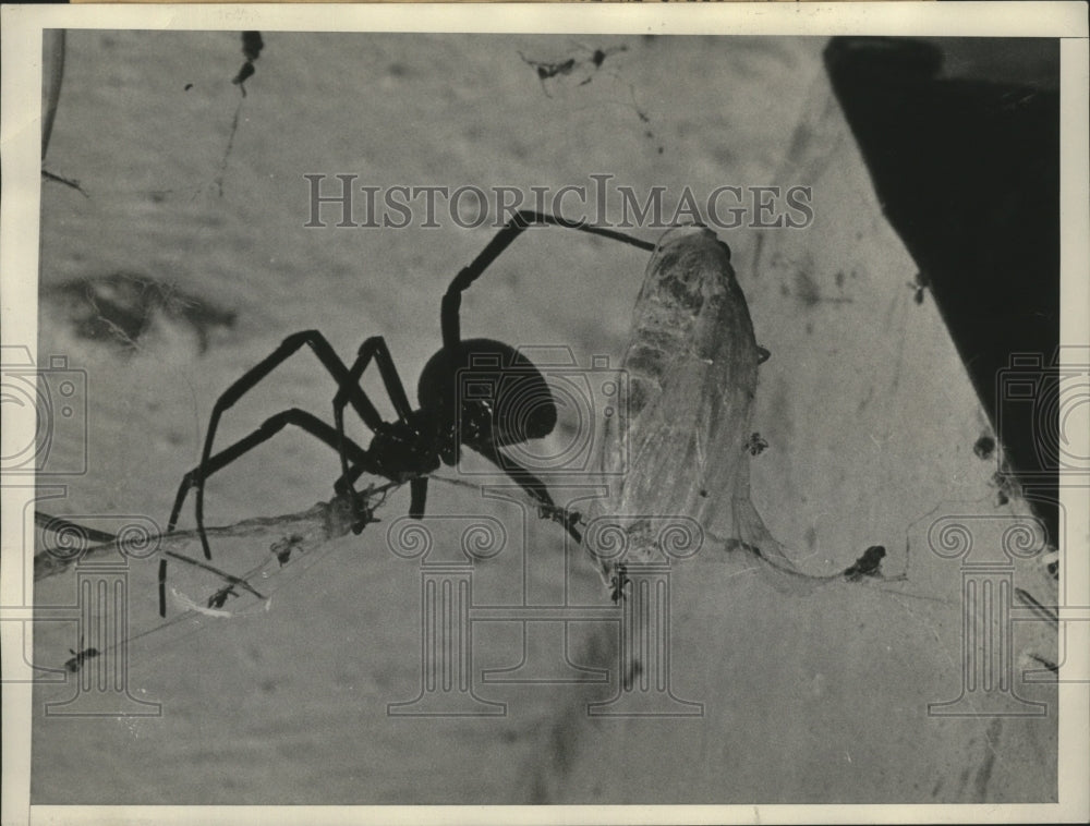 1934 Press Photo The Black Widow Spider capturing a large grasshopper - Historic Images