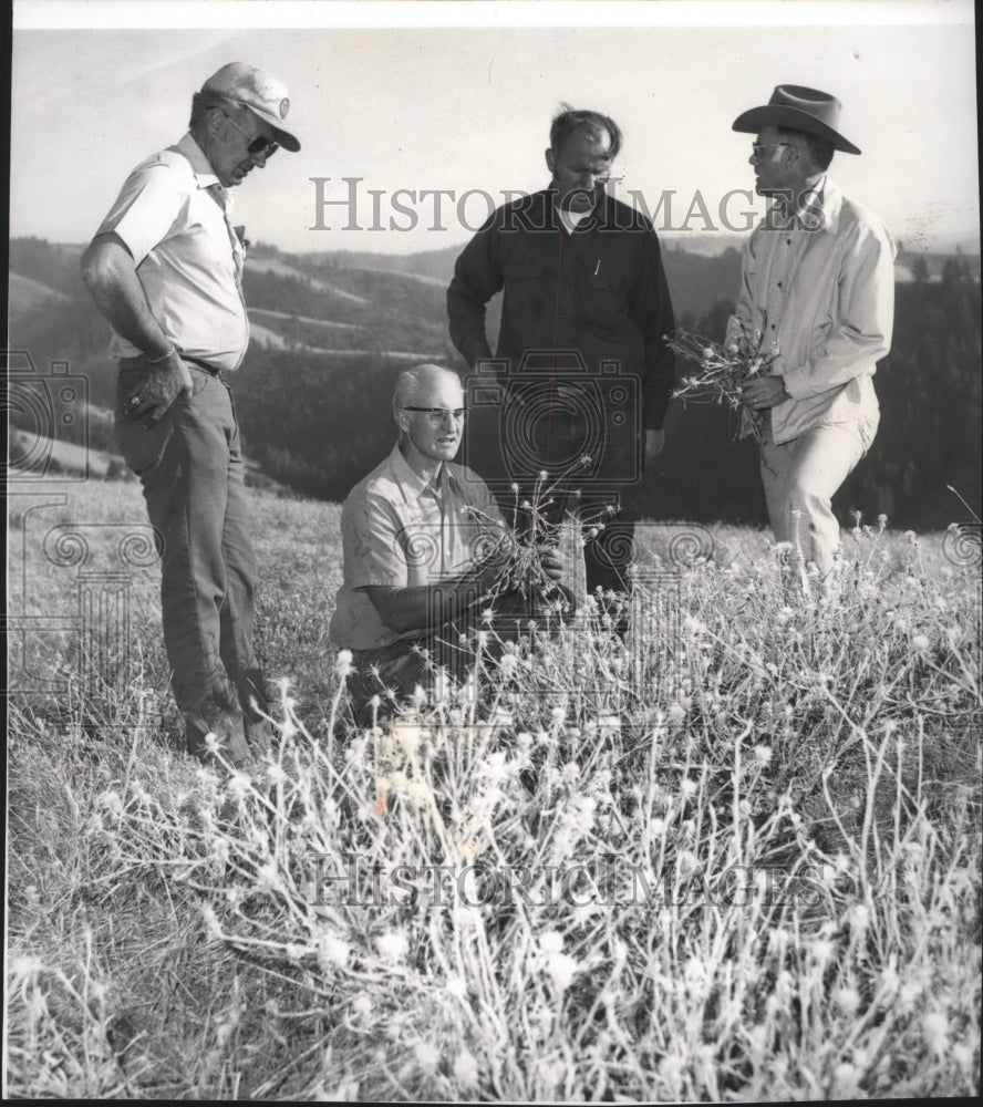 1976 Press Photo Dan Cornelius, inspects farm infested with yellow star thistle - Historic Images
