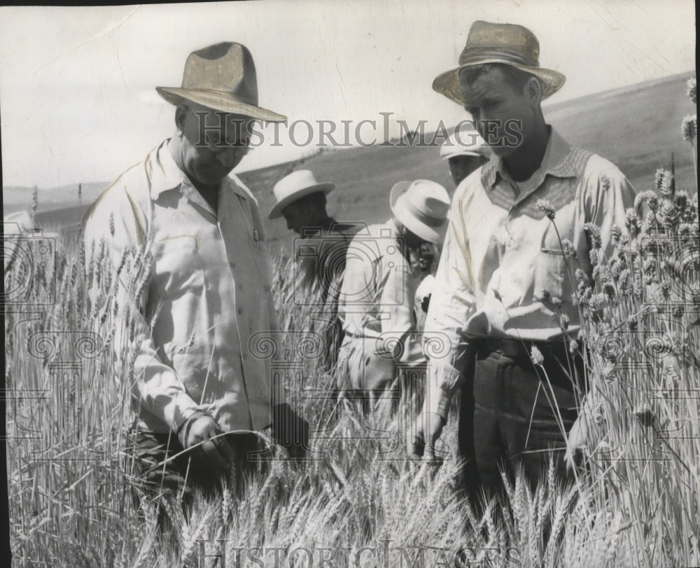 Press Photo Wheat harvest - spa60754-Historic Images