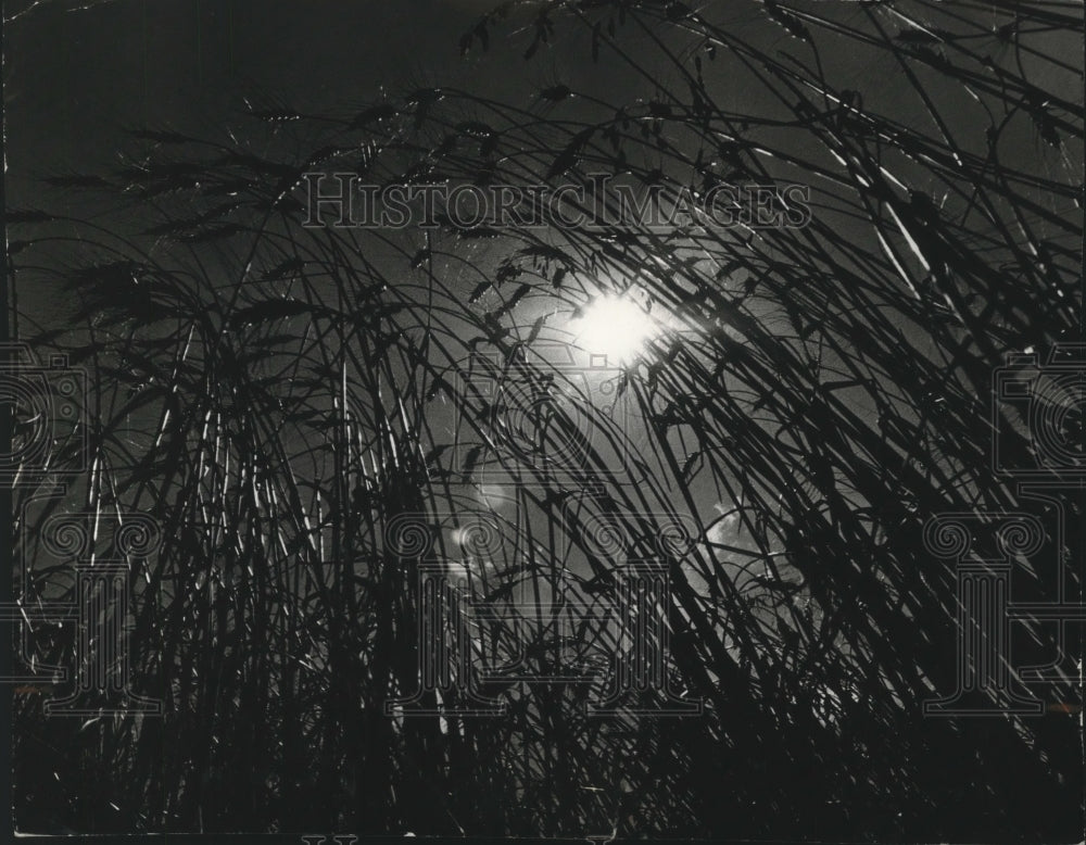 1974 Press Photo Sun peaks through the grain crops - spa62555 - Historic Images