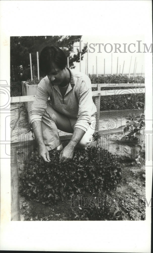 1984 Press Photo Garden Beds - spa62875 - Historic Images