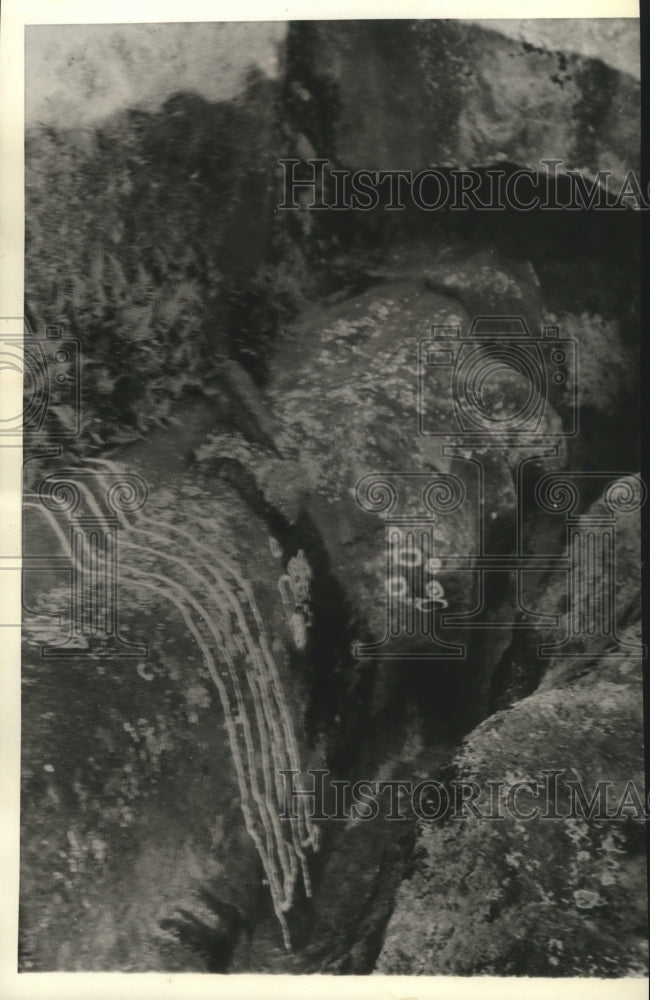 Press Photo Unfinished stone image of a face on Easter Island - spa63192 - Historic Images