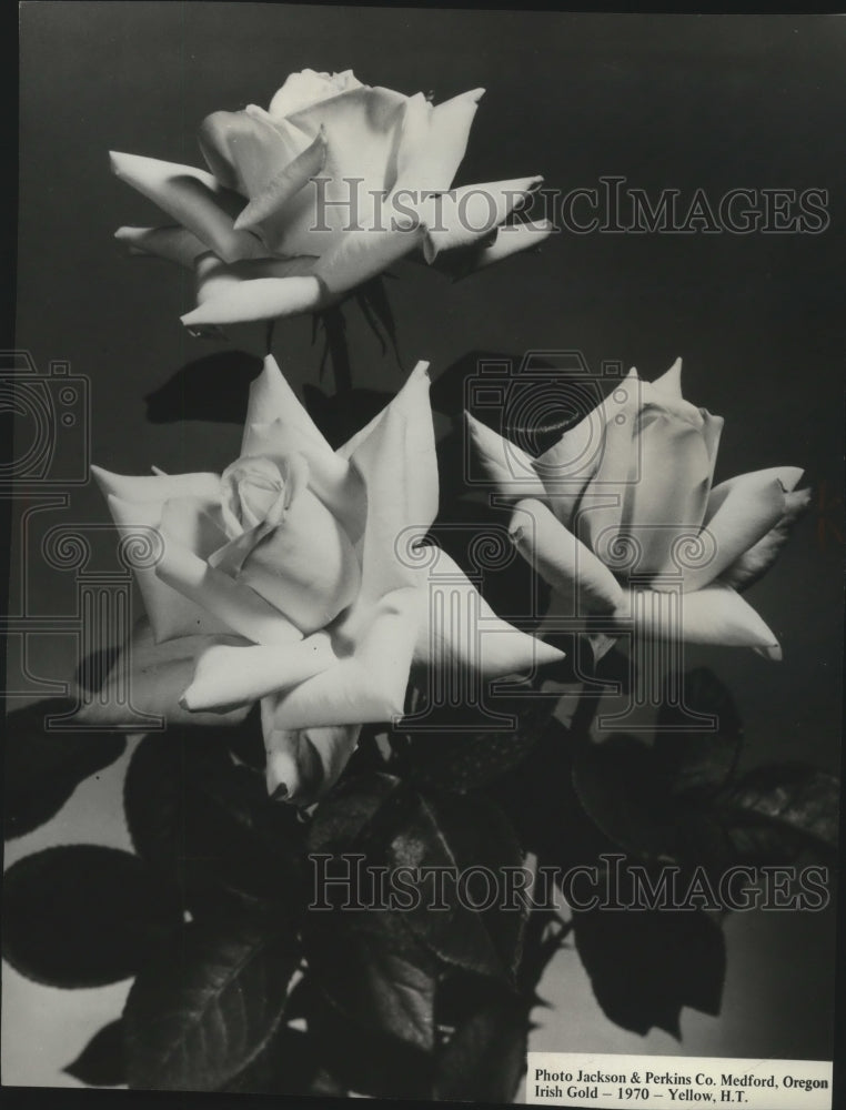 1970 Press Photo Irish Gold yellow roses - Historic Images