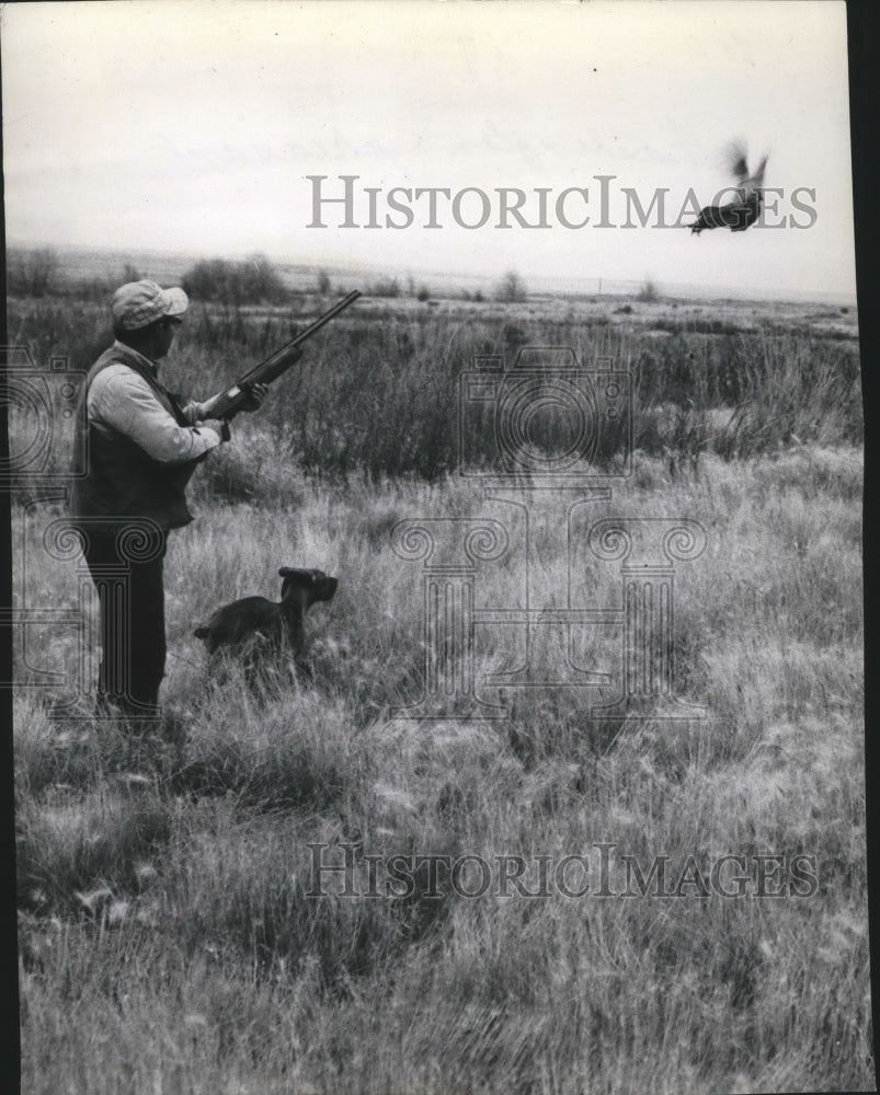 1910 Press Photo Hunting Washington pheasant - spa67164-Historic Images
