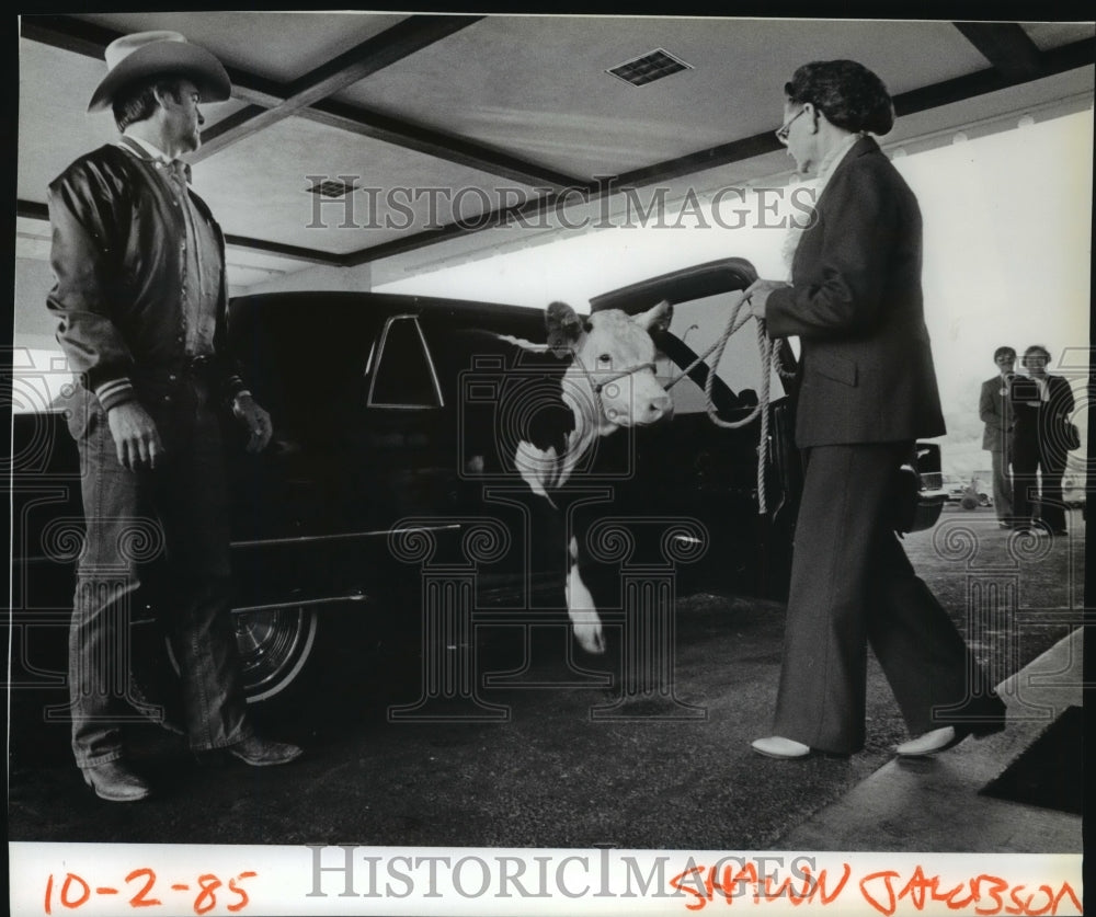 1985 Press Photo A cattle is pulled from his limo ride to Cavanaugh's Inn - Historic Images
