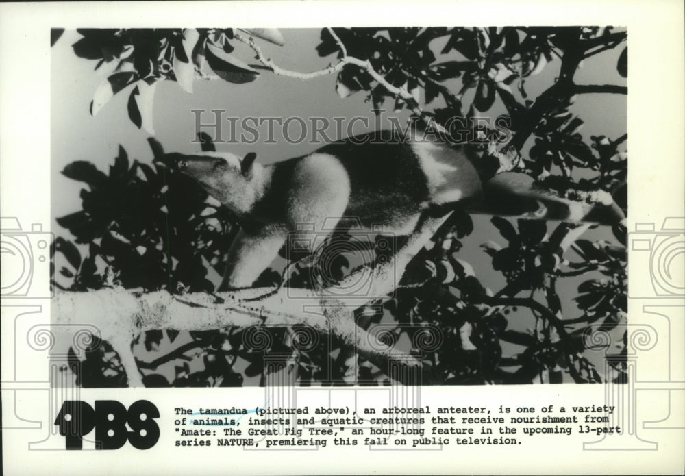 1982 Press Photo The Tamandua featured on Amate: The Great Fig Tree in Nature - Historic Images
