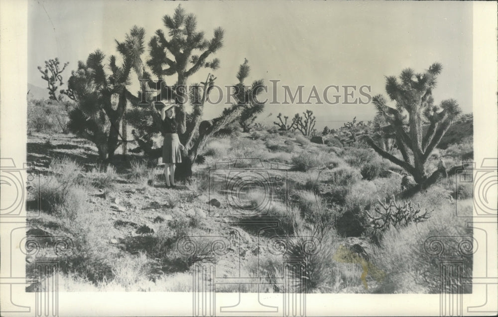 Press Photo Utah's Joshua Desert named by the Mormon Pioneers - spa72532 - Historic Images