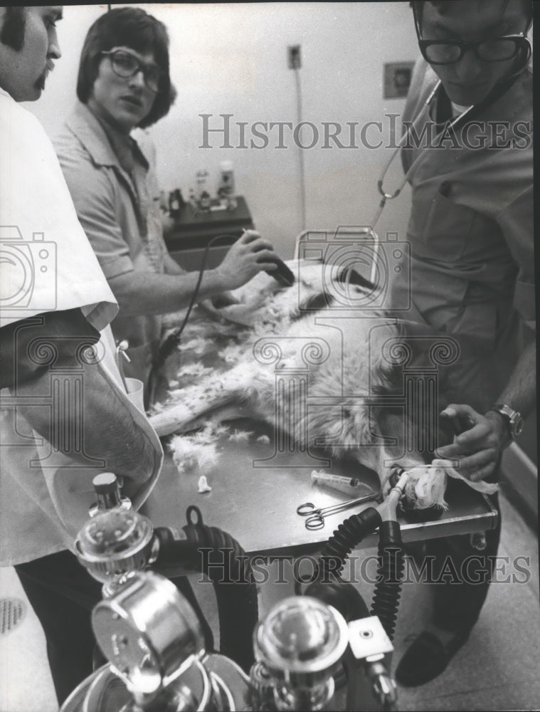 Press Photo Washington State University Veterinarians prepare dog for surgery - Historic Images
