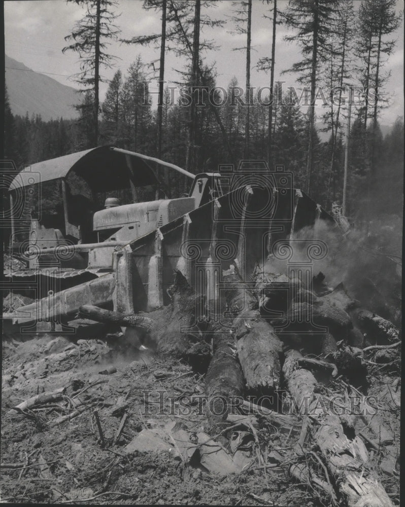 1956 Uprooted trees in Noxon Rapids Dam & Reservoir Historic Images