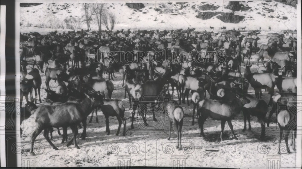 1956 Press Photo Hundreds of elk hobnob herded to Oak Creek, near Yakima-Historic Images