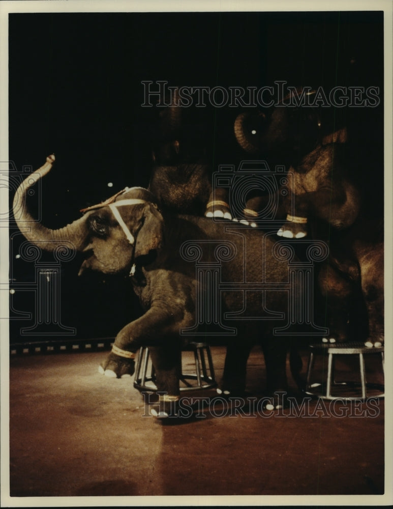 1996 Press Photo Circus Elephants perform tricks - spa75276 - Historic Images