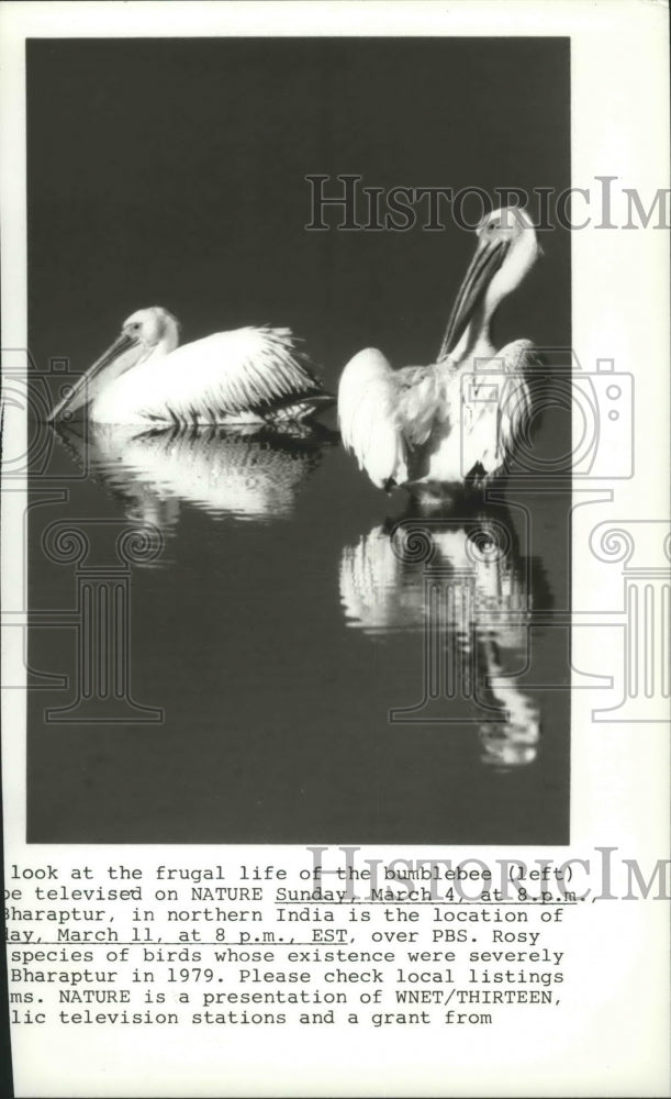 1984 Press Photo Pelicans Swimming in Water - spa79069 - Historic Images