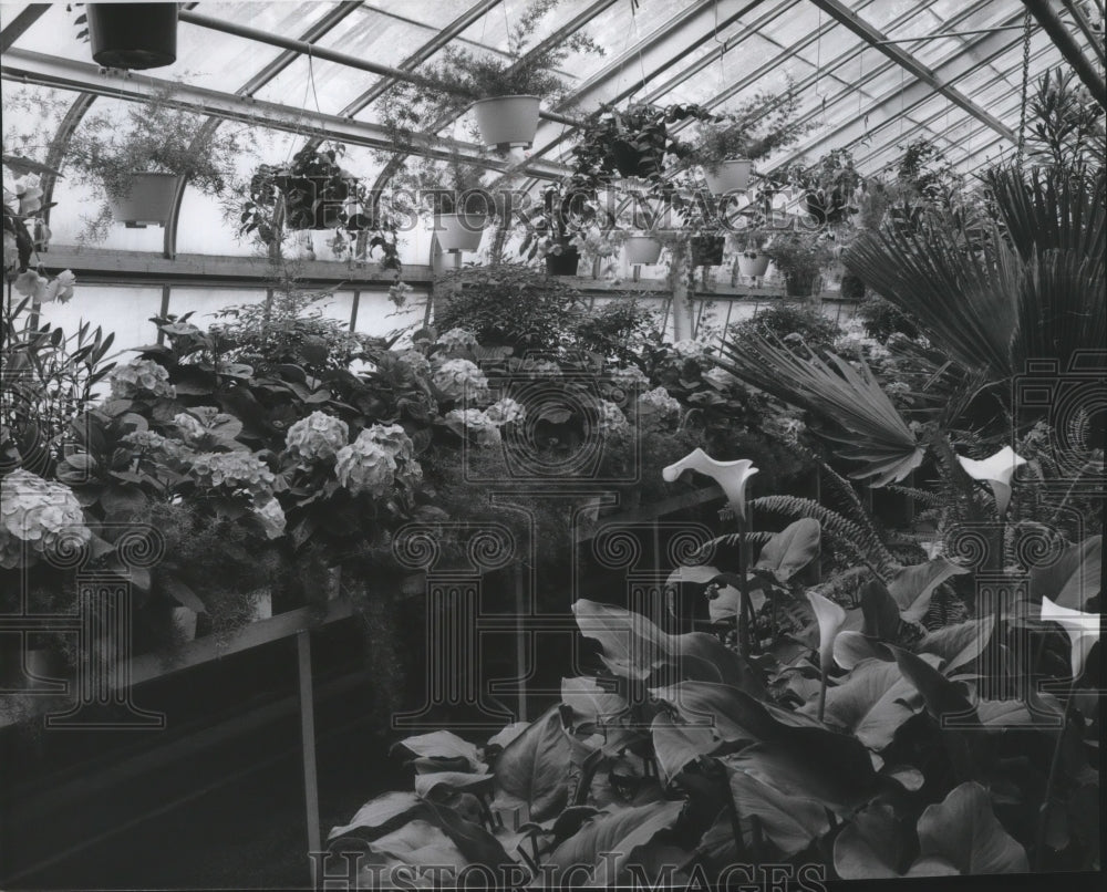 1977 Press Photo Interior of the Manito Park Greenhouse - spa79533 ...