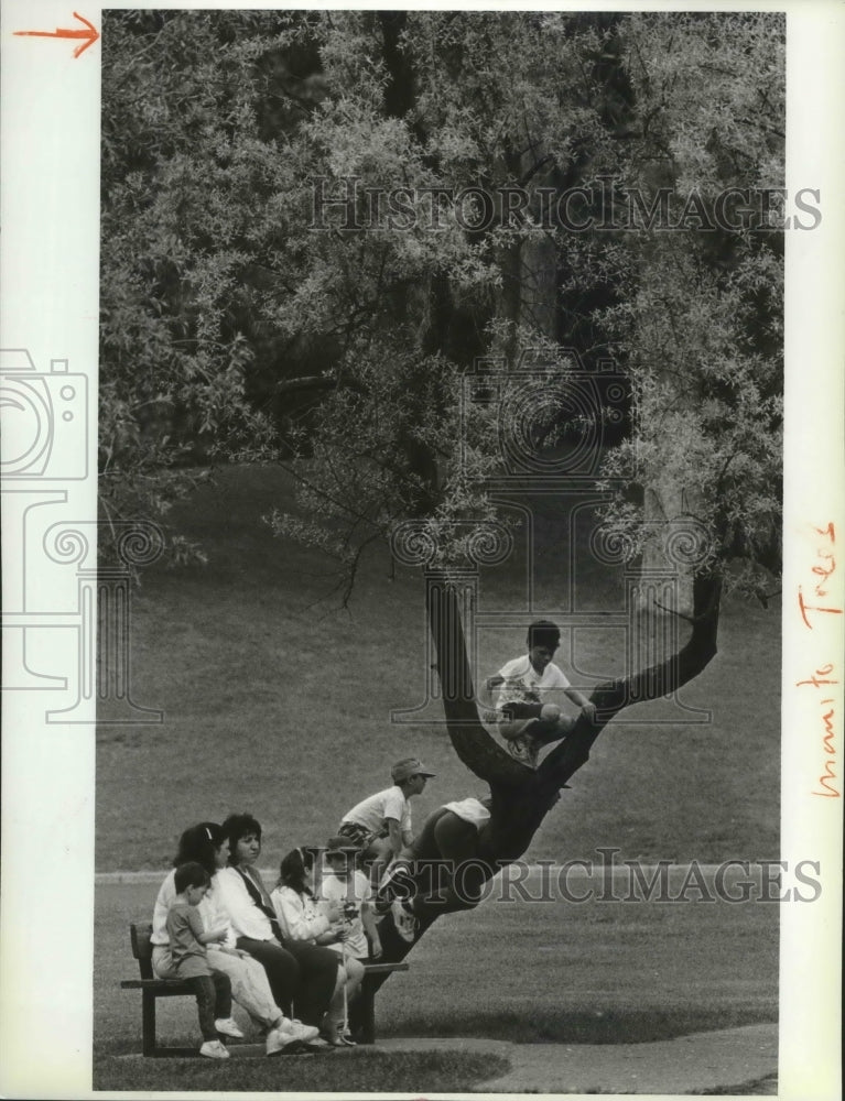 1989 Press Photo Kids enjoy climbing a tree in Manito Park - spa80285 - Historic Images