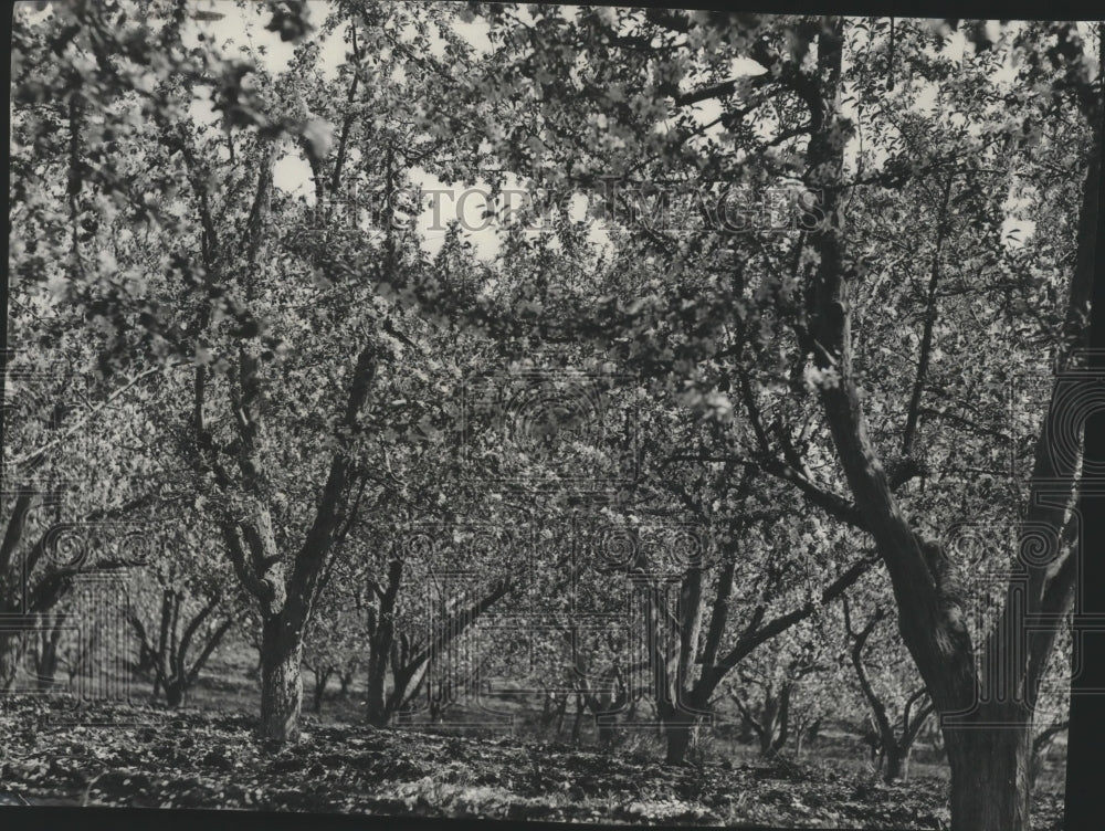 1938 Press Photo Orchard in bloom, blossoms covering the ground - Historic Images