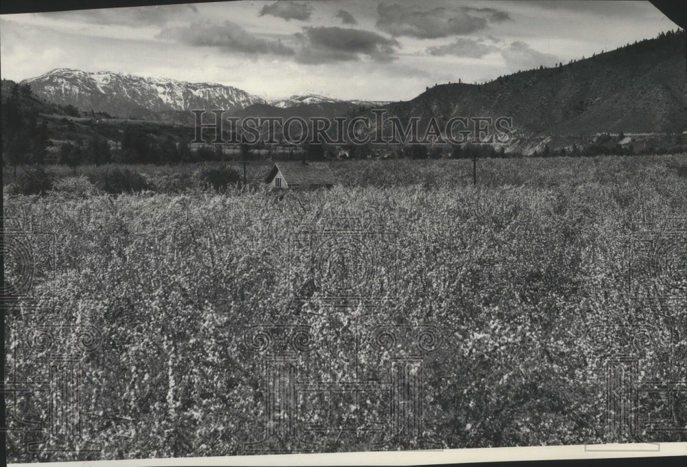 1939 Press Photo Orchard Scene, Wenatchee Valley, Washington, tree top view - Historic Images