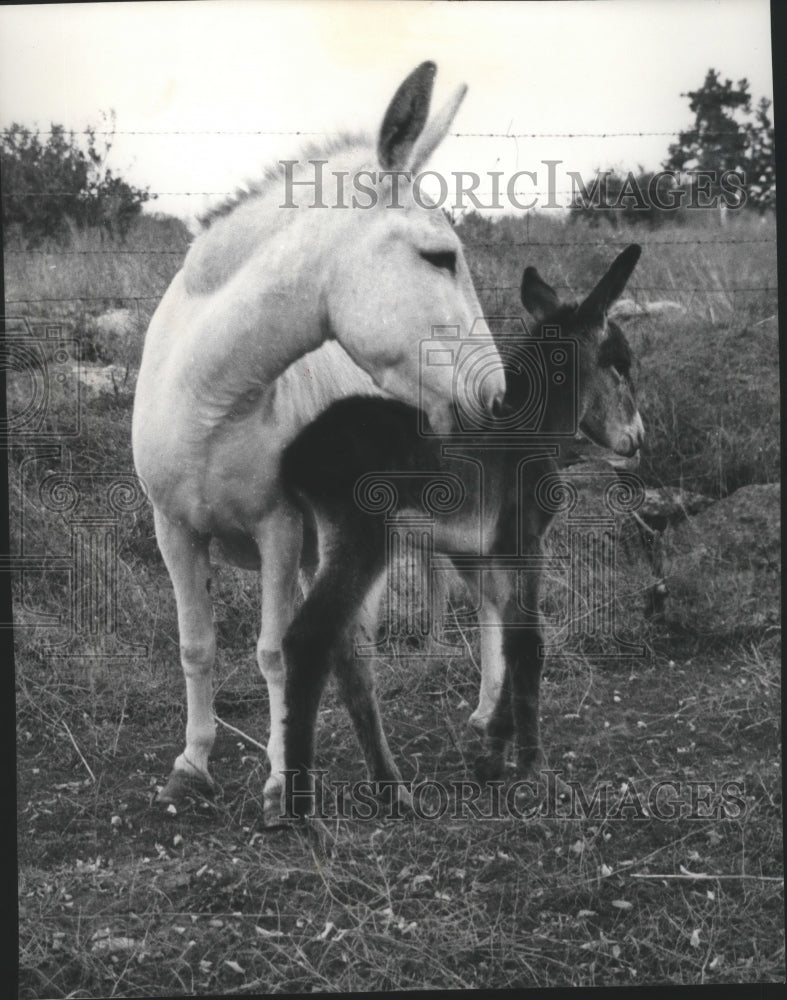 1978 Press Photo Donkey's Go Go and Black Jack - Historic Images