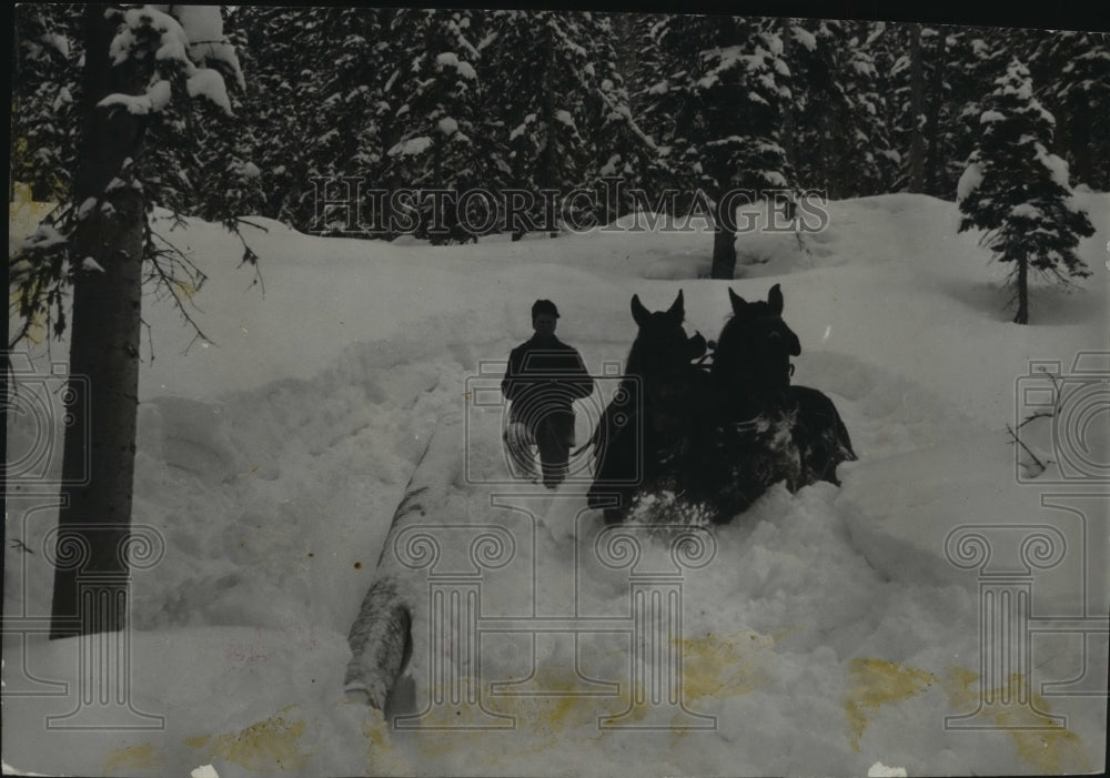1941 Press Photo Horses pulling logs through heavy snow, Winter Park, Colorado-Historic Images