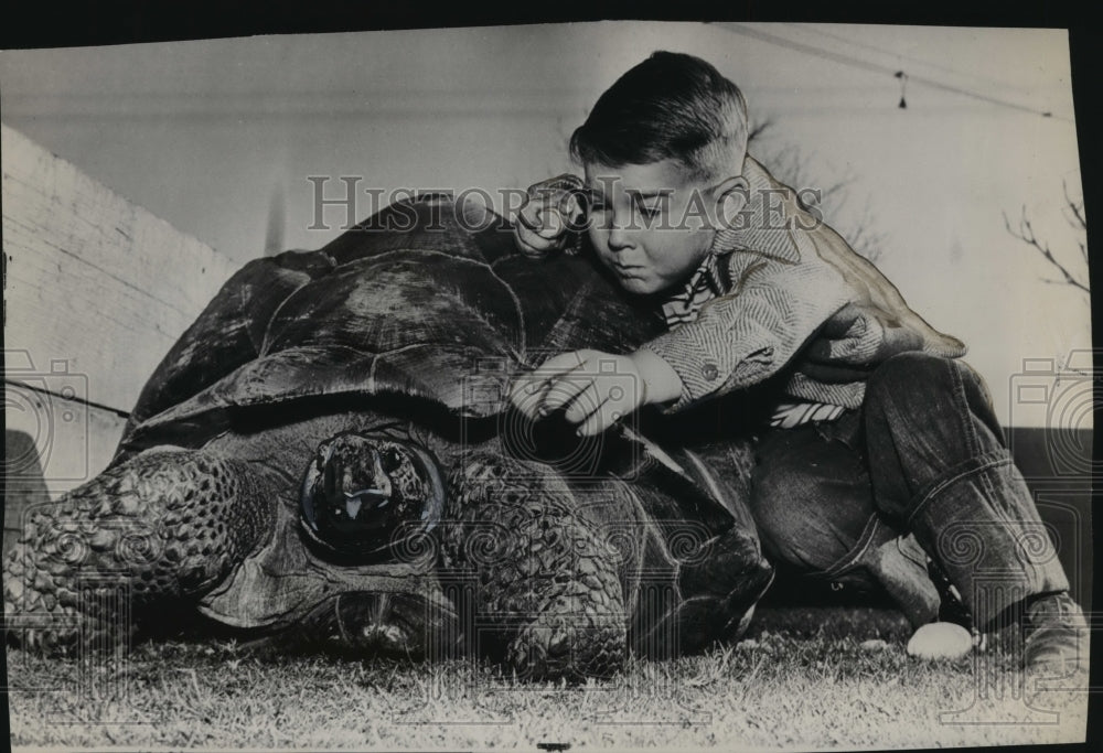 1948 Press Photo A little boy offers food to a giant tortoise - spa94362-Historic Images