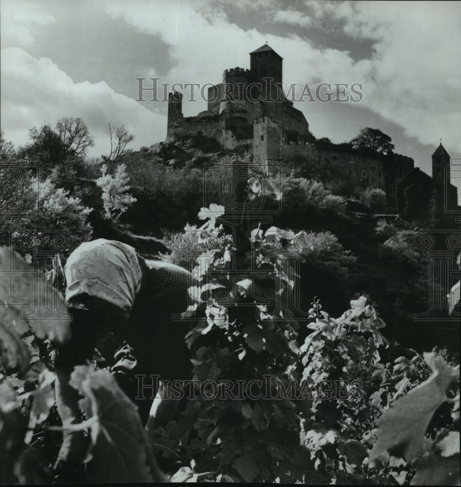 1981 Grape harvest-Switzerland, Castle of Valene at Sion/Valais-Historic Images
