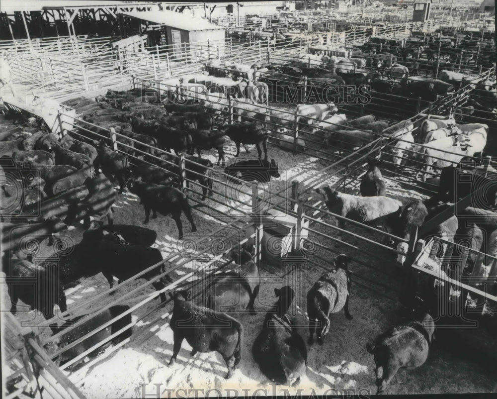 1975 Press Photo Hundreds of cattle in pens at Stockland Union Stockyard - Historic Images