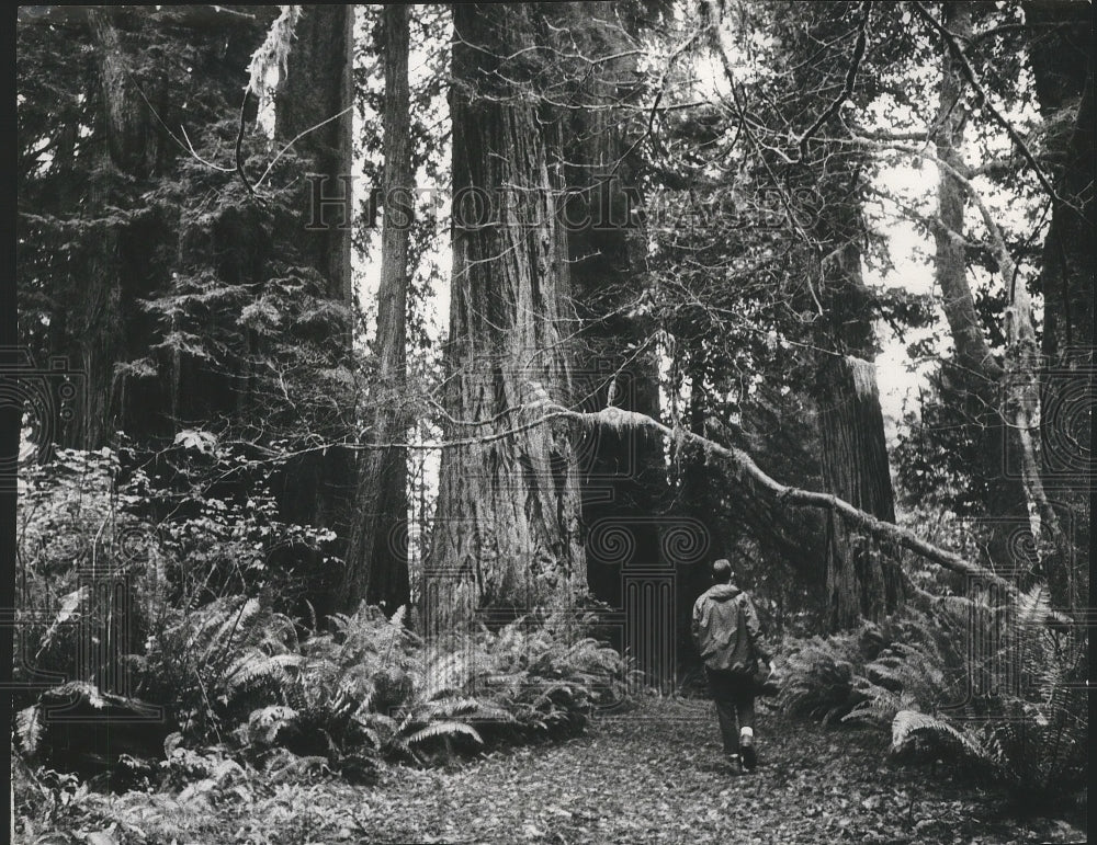 1972 Jogger enjoying the Redwood trees along his route.-Historic Images