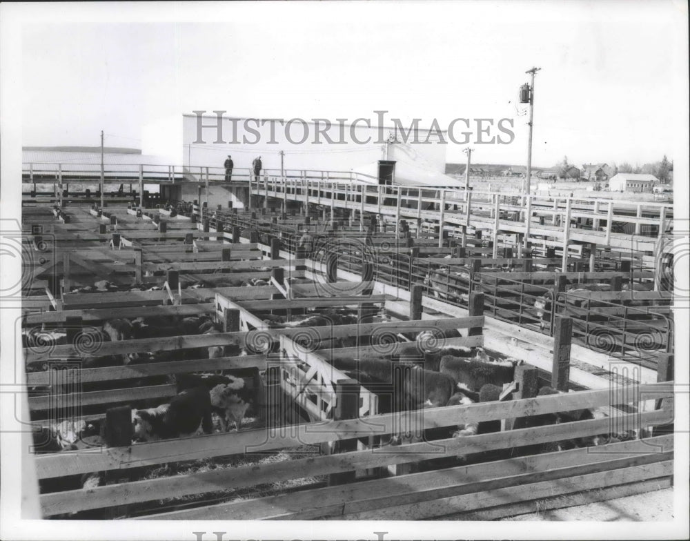 1964 Press Photo Davenport Livestock Yard houses Cows in Davenport, Washington-Historic Images