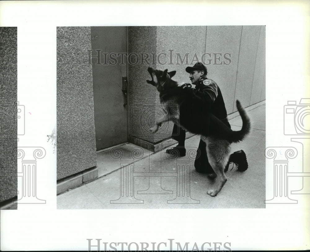 1988 Press Photo A German Shepard Police Dog moves in on a suspect - spb17827 - Historic Images