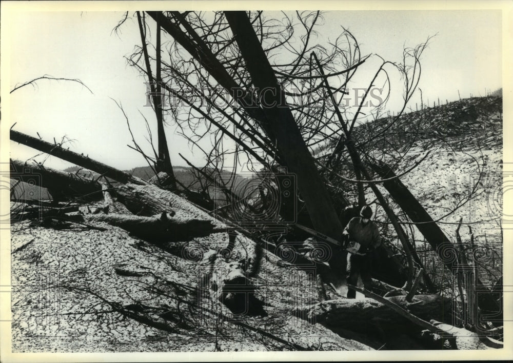 1980 Press Photo Firefighter cuts long logs near Mount St Helens - spb20307 - Historic Images