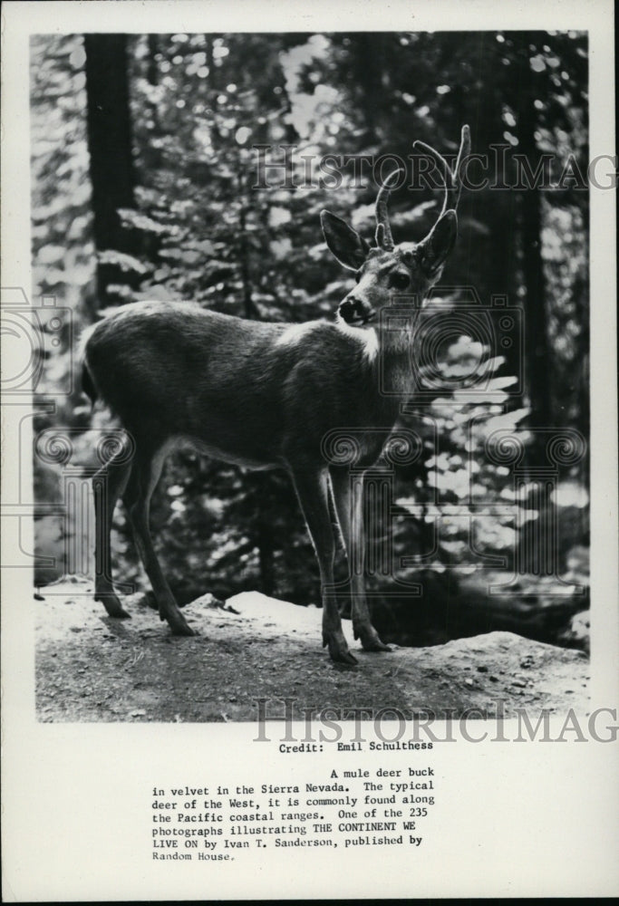 1982 Mule Deer Buck in Velvet in Sierra Nevada  - Historic Images