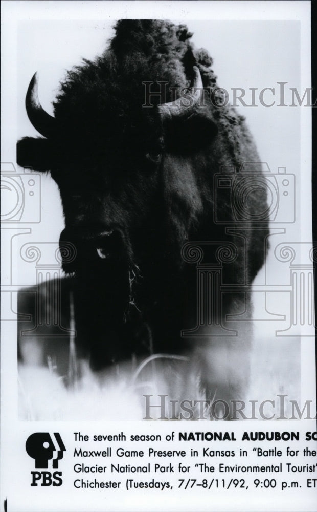 1952 Press Photo Animals Buffalo - Historic Images